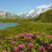 View of the Swiss Alps