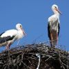 Storks