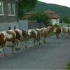Cows returning home in Rimetea