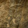 Aurochs Aurochs
