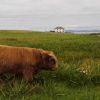 Iona Landscape with Highland Bull