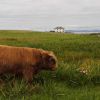 Iona Landscape with Highland Bull Iona Landscape with Highland Bull
