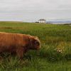 Iona Landscape with Highland Bull