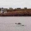 Harbor Porpoises