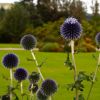 Thistles