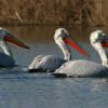 Pelicans, Lake Skadar