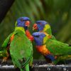 Rainbow lorikeet