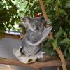 Lone Pine Koala Sanctuary