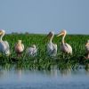 Great White Pelicans Great White Pelicans