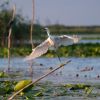 Little egret, Danube delta Little egret, Danube delta