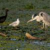 Grey heron, Glossy ibis Grey heron, Glossy ibis